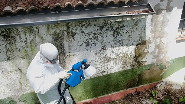 Trusted Attic Mold Removal service in Sabillasville, MD - Cheap Mold Removal